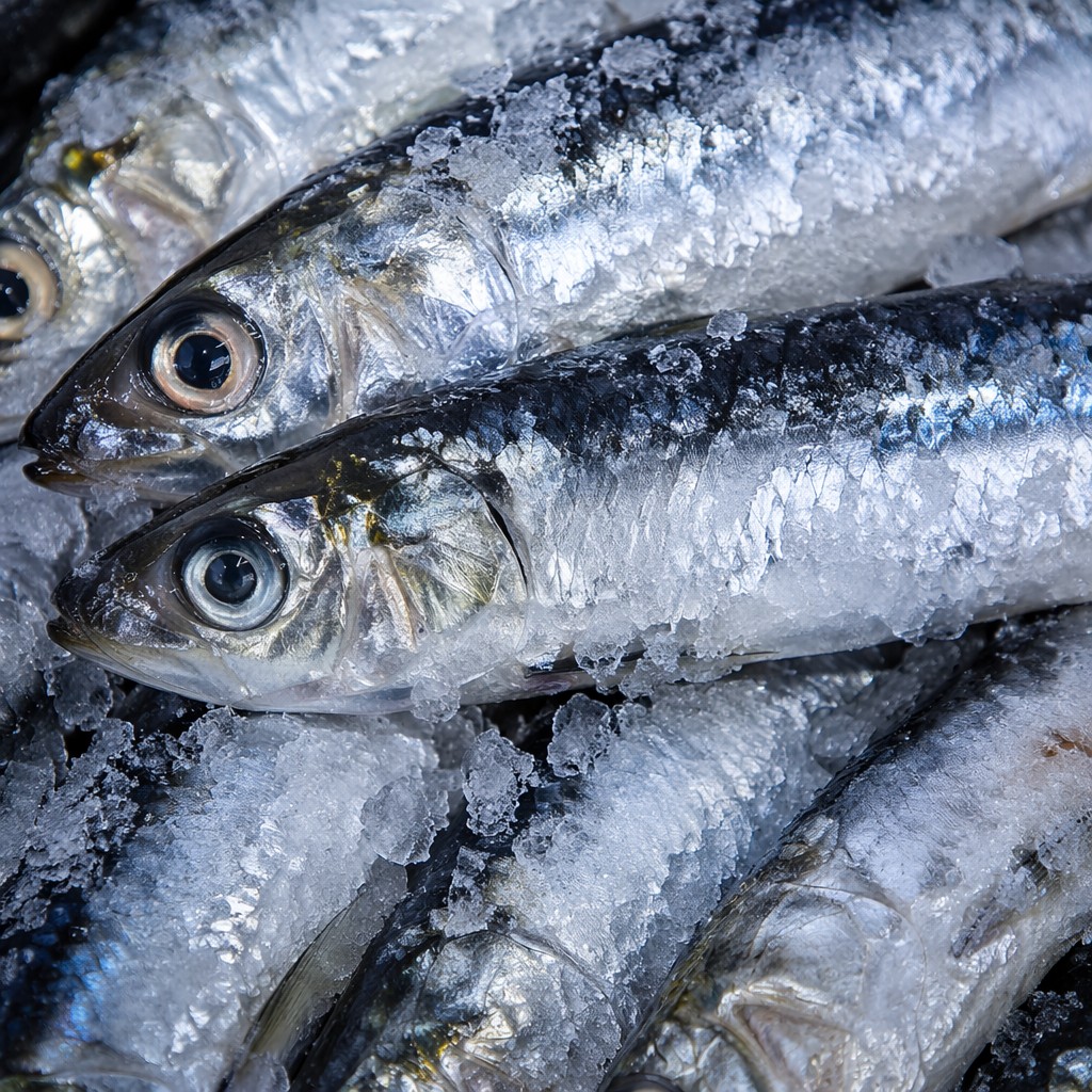 Frozen Sardines - Image 3