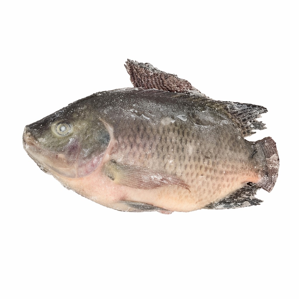 Frozen Whole Round Tilapia