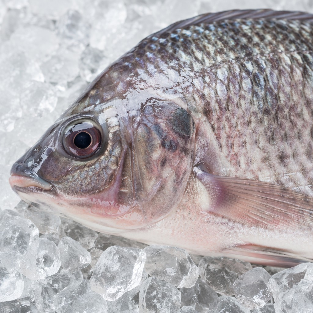 Frozen Whole Round Tilapia - Image 6